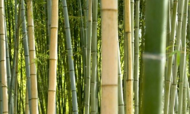 bambu